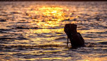 Sunset swim.